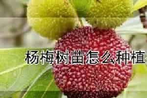 杨梅树苗怎么种植技术