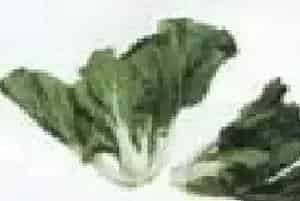 不结球白菜---奶白菜