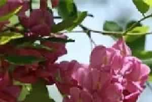 香花槐种植的扦插技术