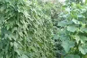 豆角怎么种植能多坐荚