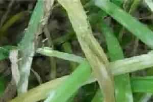韭菜叶子细小怎么办？什么原因及解决方法