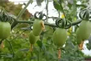 葫芦瓜的种植条件、育苗技术及种植方法