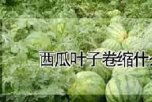 西瓜叶子卷缩什么原因