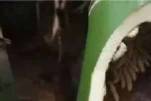 竹虫养殖技术