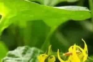 蔬菜“弱光症”有何症状表现？如何防治？