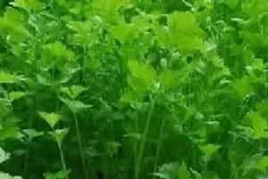 如何在家种香菜？