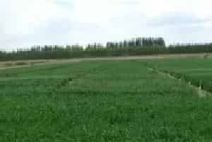 强冷空气再袭，送上一份农业生产建议给您！