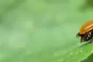 黄守瓜防治方法介绍