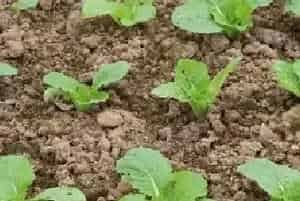 白菜种植技术与管理技巧