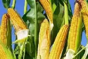 玉米播种宜晚不宜早，玉米过早播种有哪些危害？