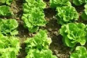 无公害蔬菜如何防虫咬