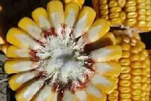 玉米的高产种植6个技巧分享