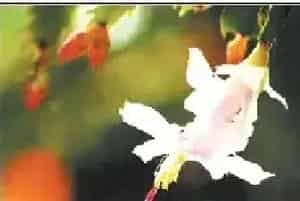 蟹爪兰　仙人指　假昙花（组图）