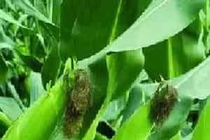 种夏玉米花粒期管理技术措施