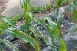 玉米低温障碍防治方法