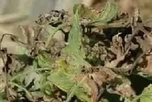 温室番茄、辣椒蕨叶症应如何预防？
