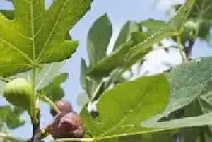 无花果种植技术