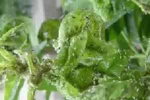 春季桃蚜的危害及防治用药