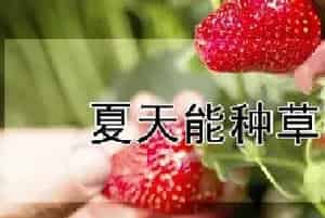 夏天能种草莓吗