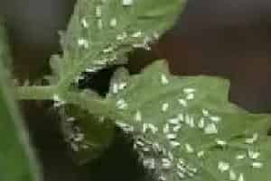 温室番茄白粉虱防治技巧