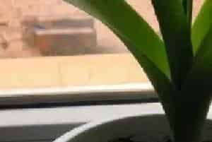 怎么种盆栽洋葱