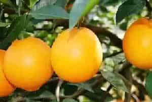 脐橙定植7个方法介绍