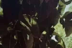 菜田杀虫方法汇总合集