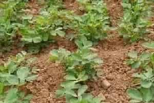 花生种植苗期、下针期、结荚期高产管理技术