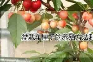 盆栽车厘子的养殖方法和注意事项