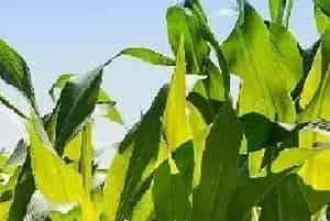 玉米白苗的原因及防治方法