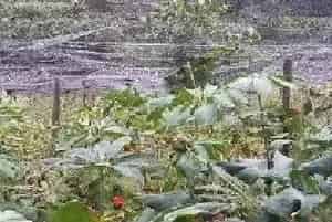 重楼种植条件 重楼人工种植方法