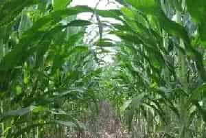 玉米最晚种植时间 玉米是什么季节收获 玉米靠什么传播种子