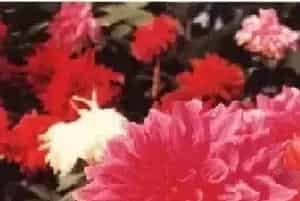 大丽花
