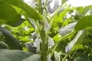 芝麻的种植技术