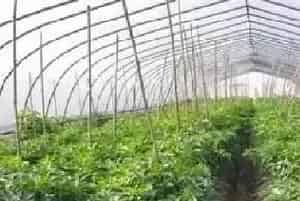 多效唑在蔬菜上的应用