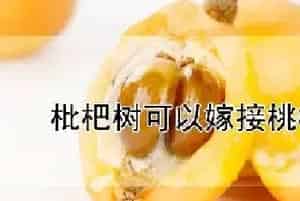 枇杷树可以嫁接桃树吗