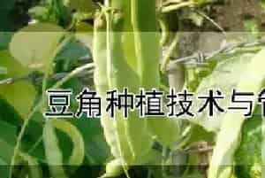 豆角种植技术与管理