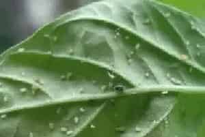 辣椒蚜虫的防治技术
