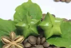 美藤果的种植要住什么？管理技术要点