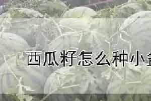 西瓜籽怎么种小盆栽