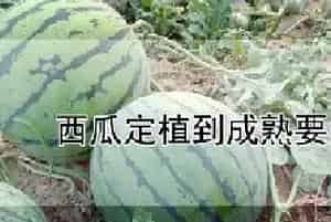 西瓜定植到成熟要多久