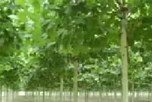 京山申报国家级对节白蜡保护区