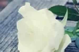 玫瑰花几月份种植