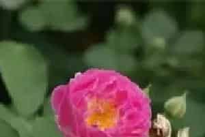 月季发生介壳虫危害的防治措施