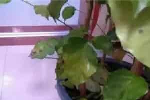 幸福树掉叶子是怎么回事