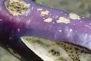 如何防治茄子裂果？