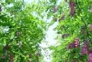 香花槐种植提高湿度的方法
