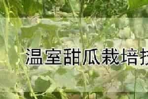 温室甜瓜栽培技术
