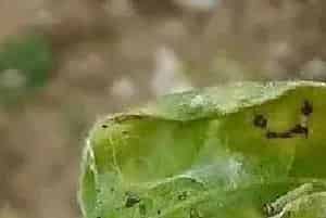 顶捎卷叶蛾的综合防治措施