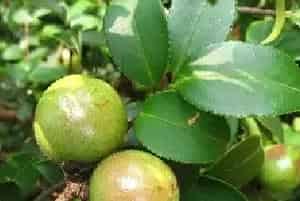 油茶树的种植技术 如何种油茶树可以高产？